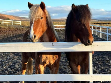 Icelandic horses at Sturlureykir Horse Farm, showcasing their unique manes and sturdy build in a rural setting.