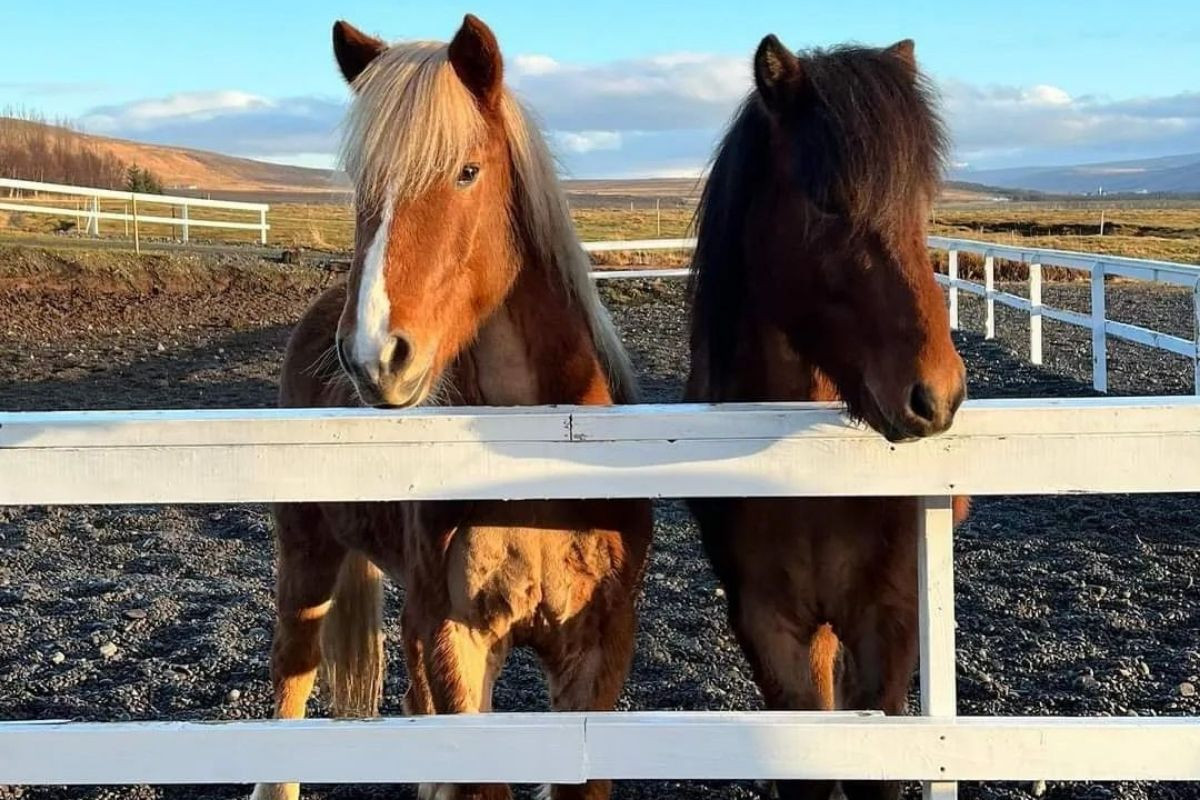 Icelandic horses at Sturlureykir Horse Farm, showcasing their unique manes and sturdy build in a rural setting.