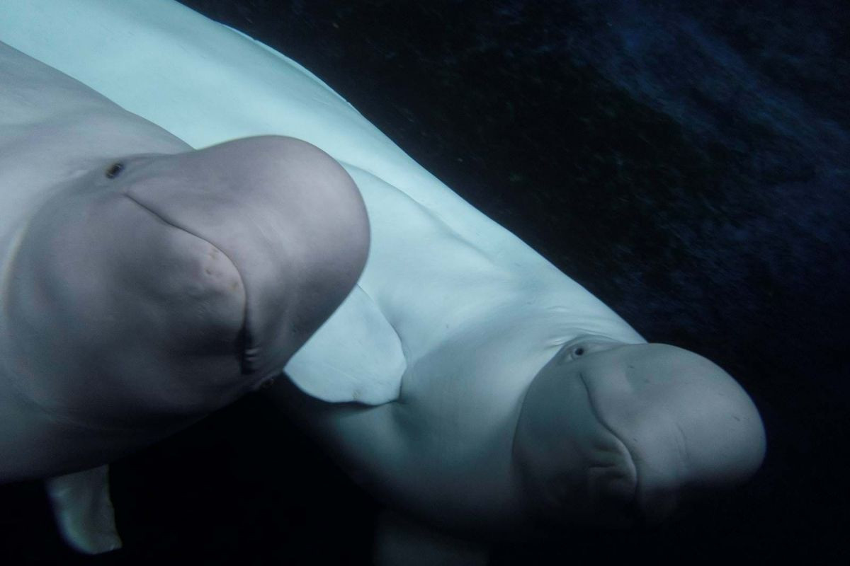Two beluga whales swimming together underwater, with their heads facing forward, one slightly in front of the other, against a dark blue background at the Beluga Whale Sanctuary in Iceland.