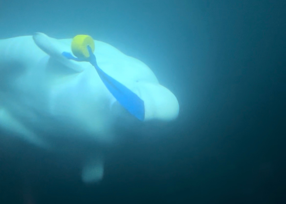 A beluga whale in an underwater enclosure at the Beluga Whale Sanctuary, with a yellow and blue toy in its mouth, swimming in the murky blue water.