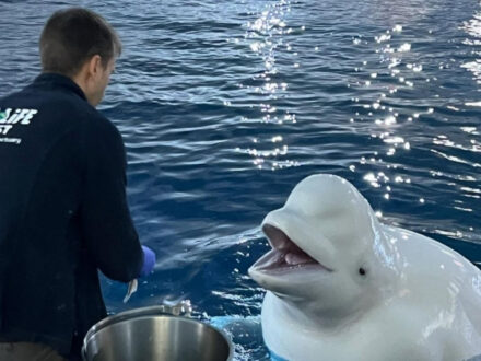 The captivating moment between a beluga whale and its caretaker, showcasing the intelligence and gentle nature of the whale at a sanctuary.