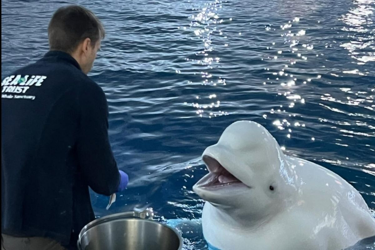 The captivating moment between a beluga whale and its caretaker, showcasing the intelligence and gentle nature of the whale at a sanctuary.