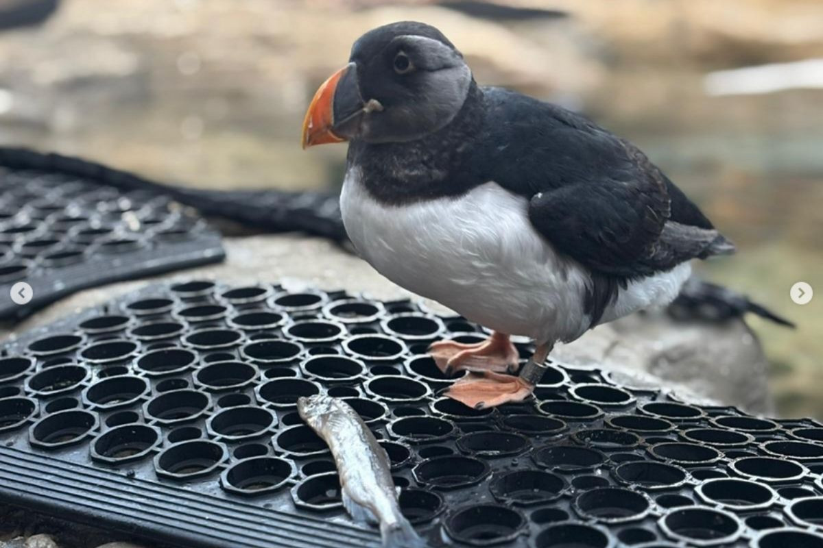 A close-up of an Atlantic Puffin with a bright orange beak and black and white feathers, standing on a black textured mat next to a small silver fish, at the Puffin Rescue Centre in Iceland.