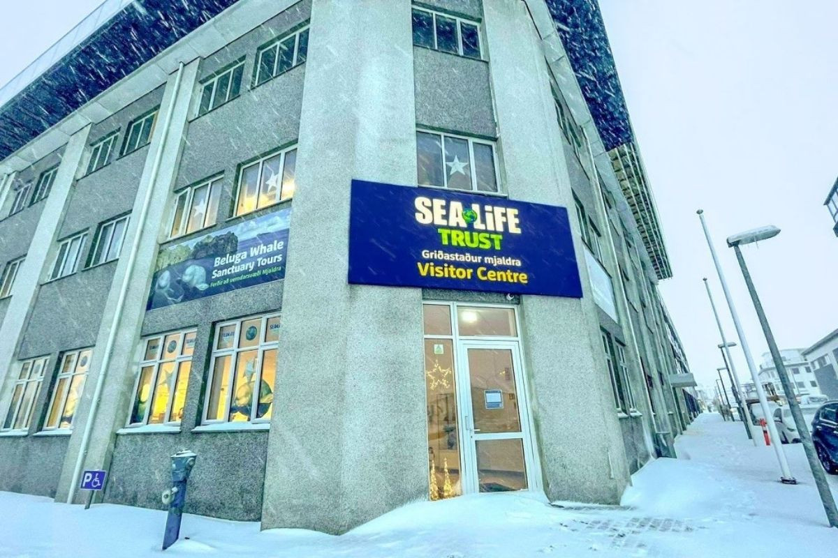 The exterior of the SEA LIFE Trust Beluga Whale Sanctuary and Visitor Centre building in Iceland, a multi-story concrete building with snow on the ground, featuring a large blue sign and a 'Beluga Whale Sanctuary Tours' banner on the side.