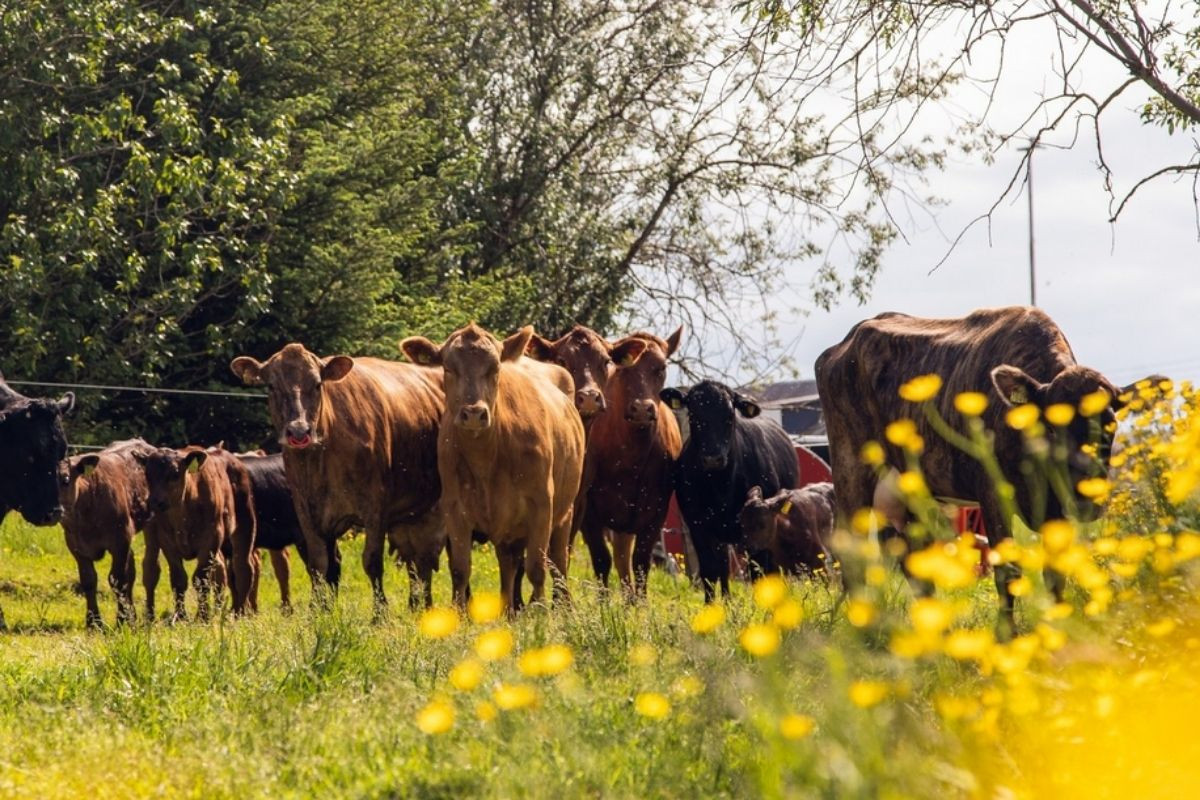 A herd of cows and calves stand in a grassy field with trees in the background and yellow wildflowers in the foreground.