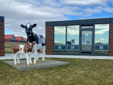 The Hreppamjólk dairy shop in Iceland, a modern building with large windows and dark and wood-paneled accents, featuring life-sized statues of a cow and calf in front.