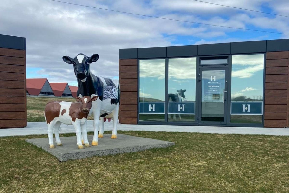 The Hreppamjólk dairy shop in Iceland, a modern building with large windows and dark and wood-paneled accents, featuring life-sized statues of a cow and calf in front.