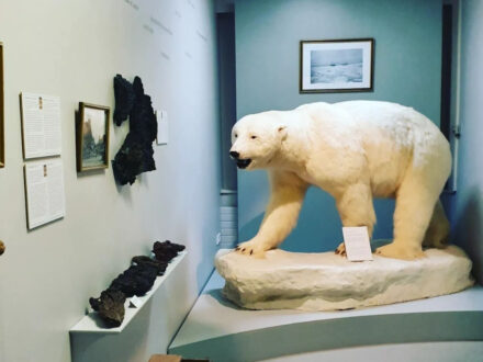 "Inside the Husavik Museum, a large polar bear display stands on a white platform.