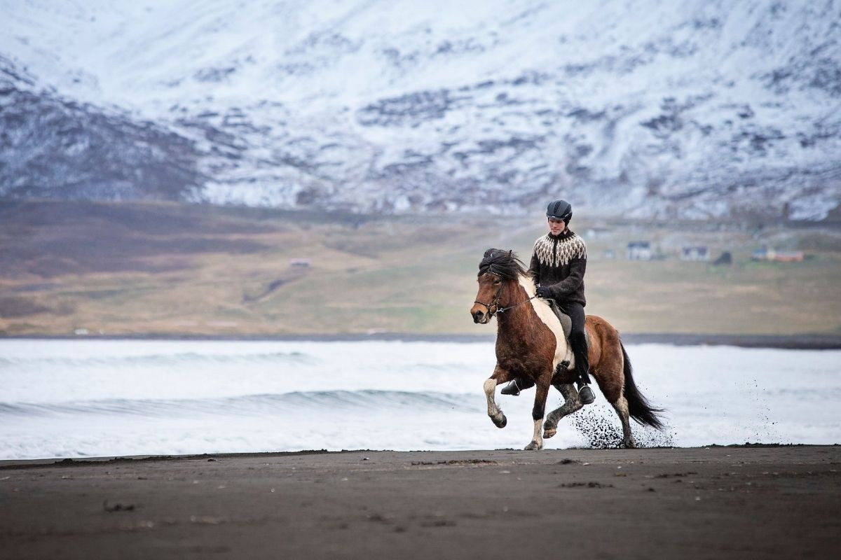 A person riding an Icelandic horse at a gallop on a black sand beach, with snowy mountains and ocean waves in the background.