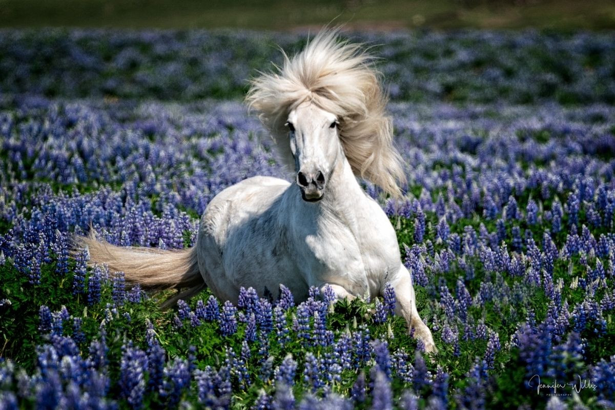A beautiful white Icelandic horse with a flowing mane running through a field of purple lupine flowers.