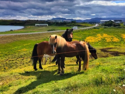 Several Icelandic horses with flowing manes grazing in a vibrant green field with yellow wildflowers, overlooking a lake and buildings in the distance under a dramatic sky, at Safari Hestar.