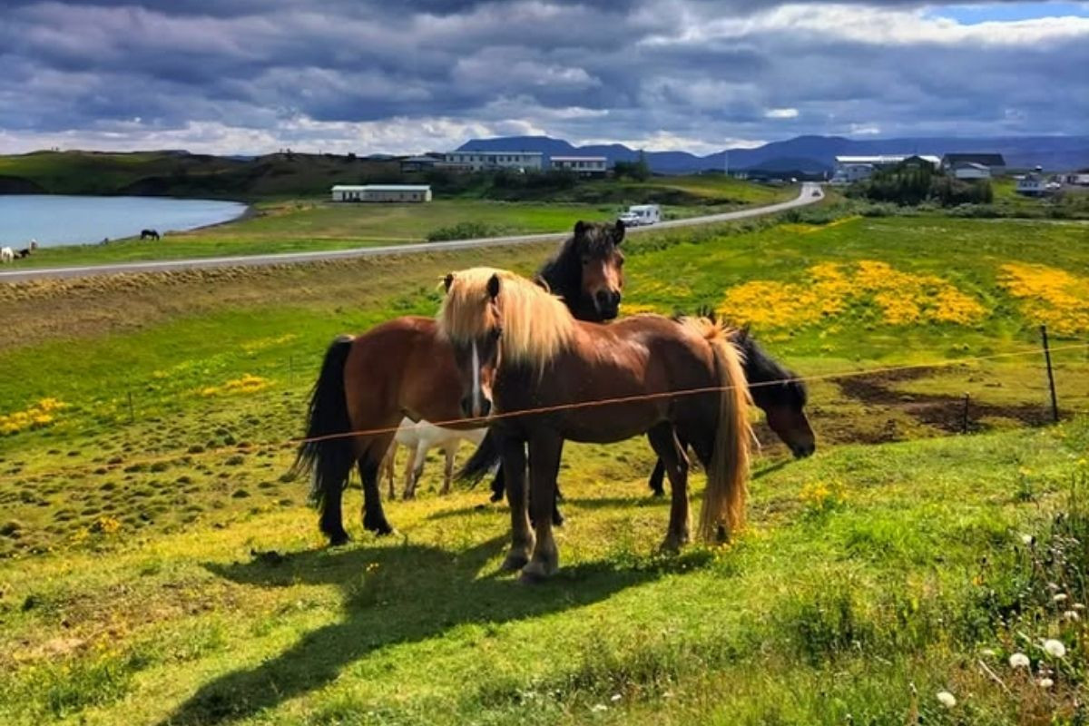 Several Icelandic horses with flowing manes grazing in a vibrant green field with yellow wildflowers, overlooking a lake and buildings in the distance under a dramatic sky, at Safari Hestar.