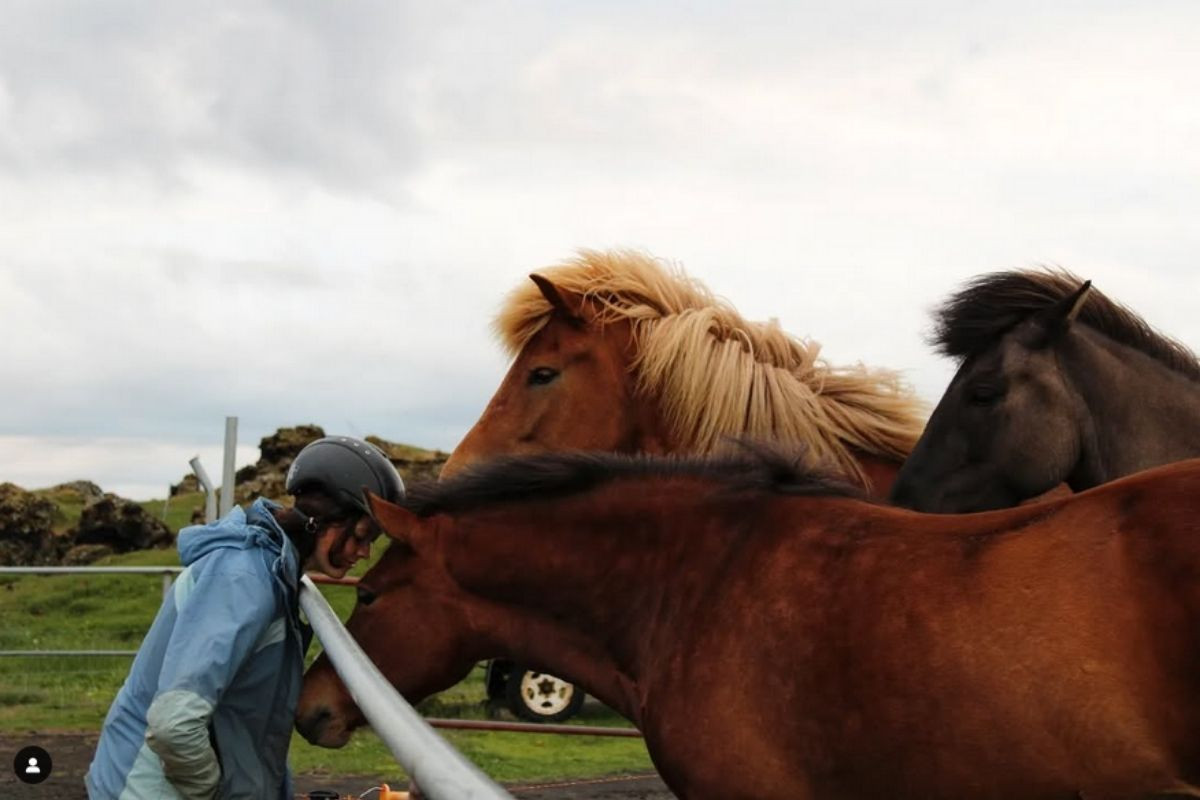 A person wearing a helmet and blue jacket interacting closely with an Icelandic horse with a beautiful blonde mane, with other horses in the background, at Safari Hestar.