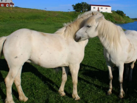 Horses from Safari Horse Rental in Iceland, grazing by a lake with buildings in the distance.