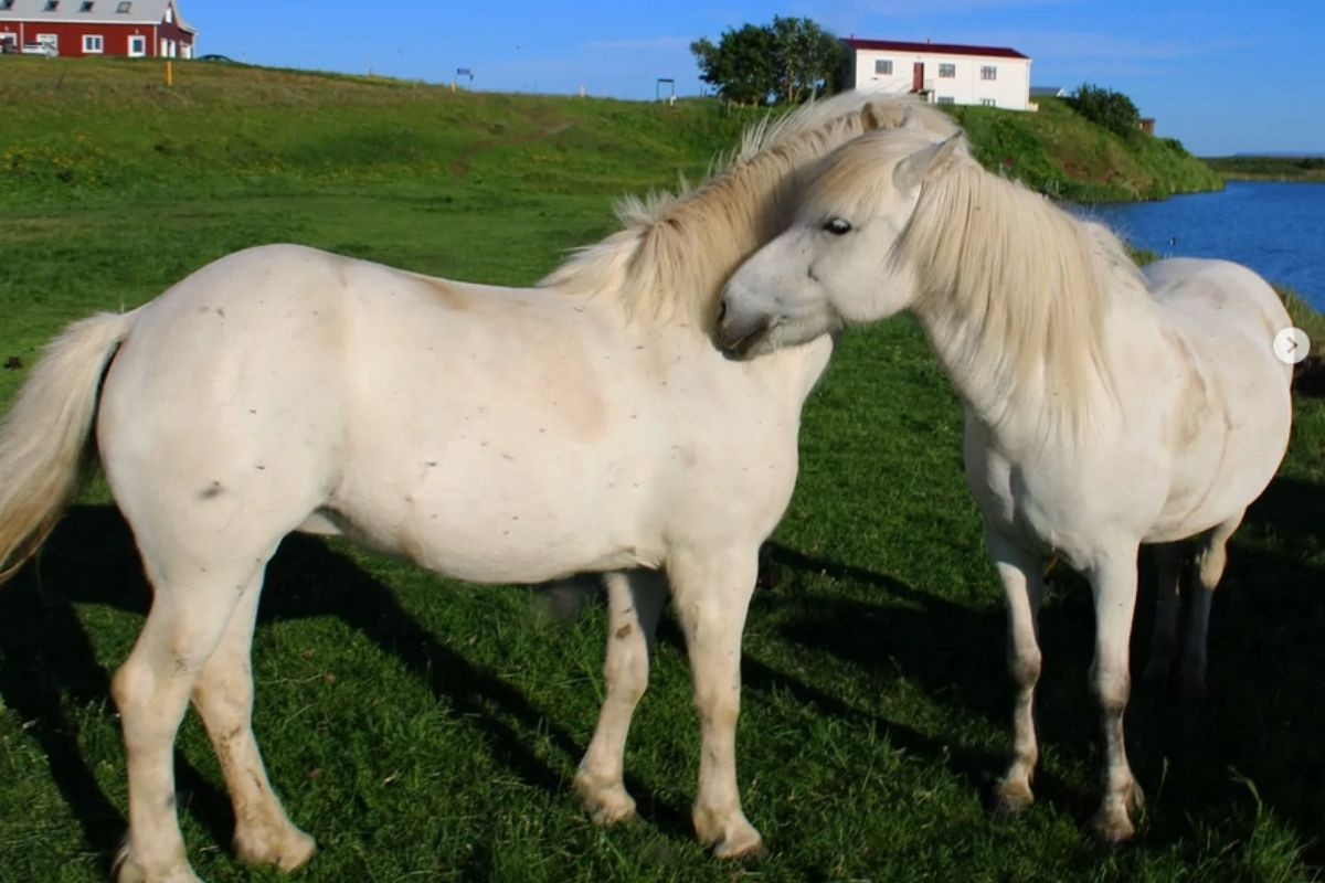 Horses from Safari Horse Rental in Iceland, grazing by a lake with buildings in the distance.
