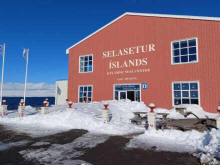 The exterior of the red Selasetur Íslands - Icelandic Seal Center building in winter, surrounded by snow with flags flying and a blue sky in the background.