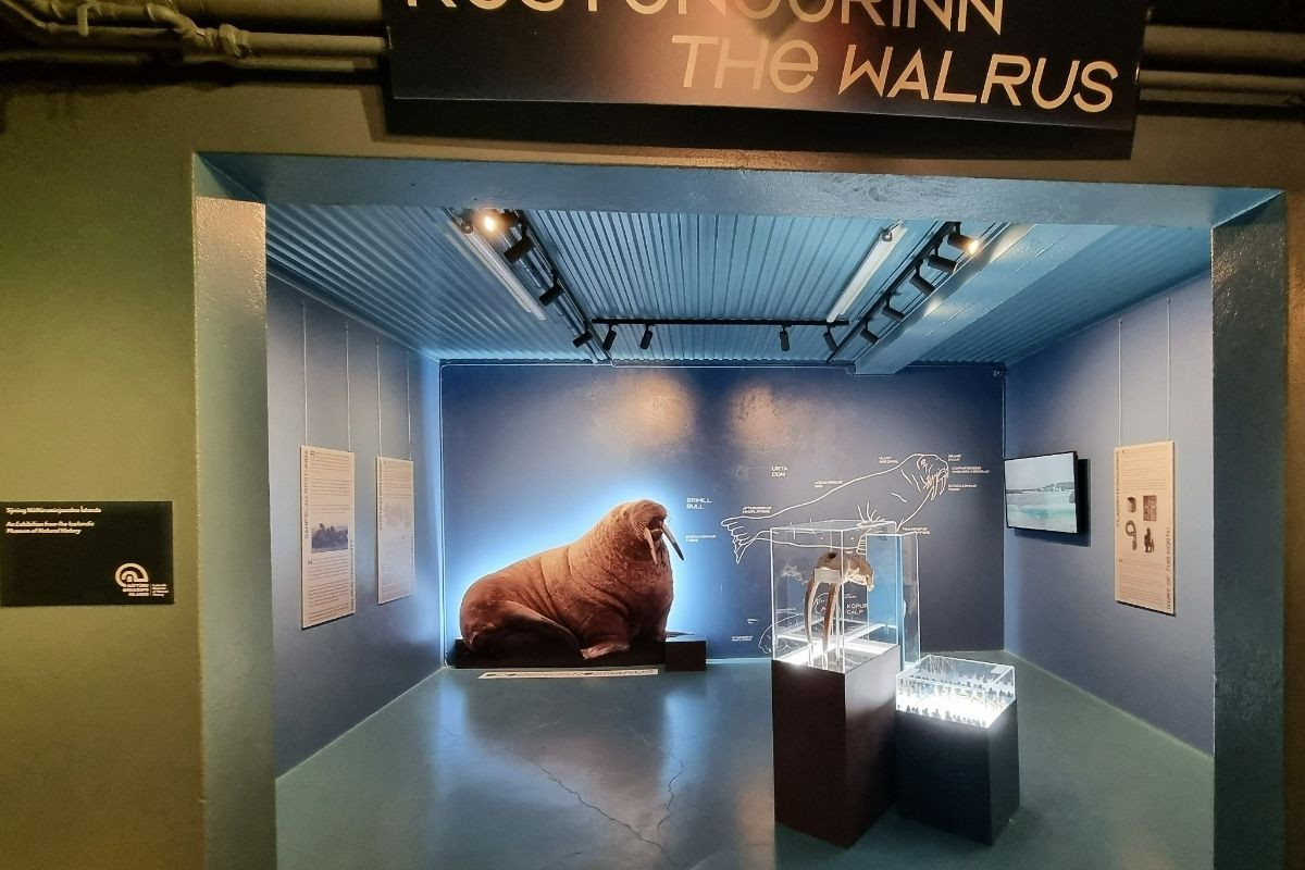 An interior exhibit at Selasetur Icelandic Seal Center, featuring a large walrus display, skeletal remains, and informational graphics about walruses.