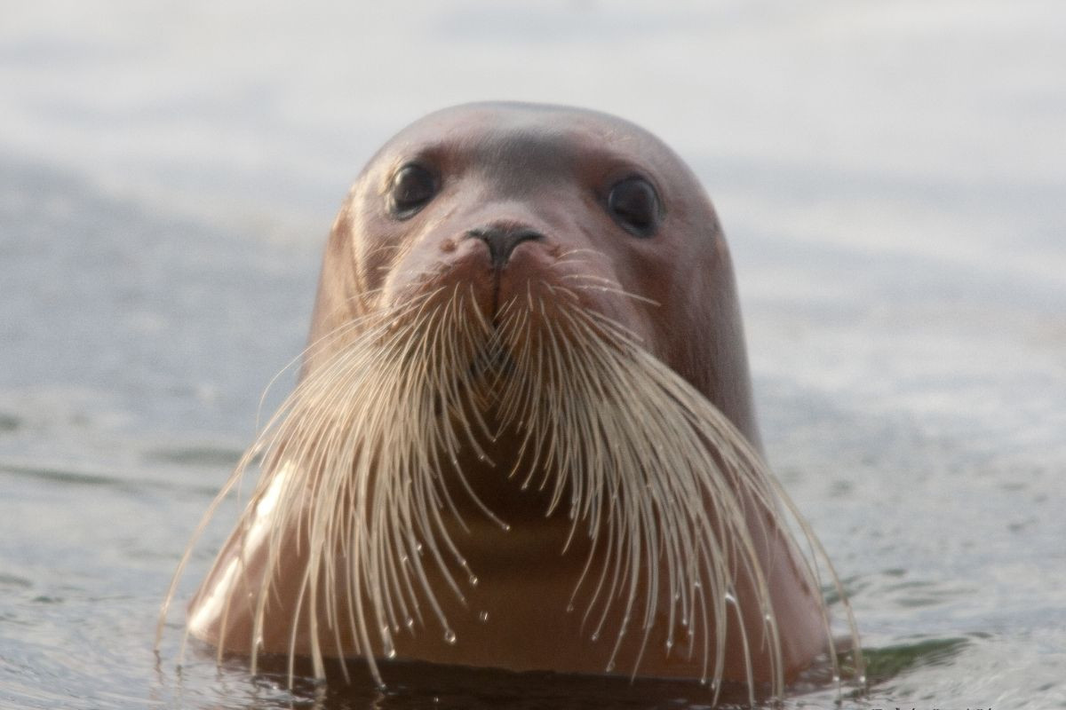 A close-up of a seal's head poking out of the water, showcasing its prominent whiskers and inquisitive eyes, likely taken near Selasetur Icelandic Seal Center.