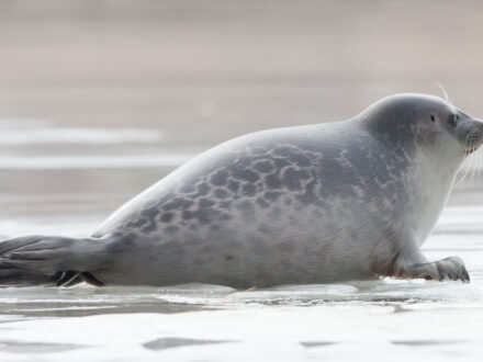 Close-up of a seal on ice.