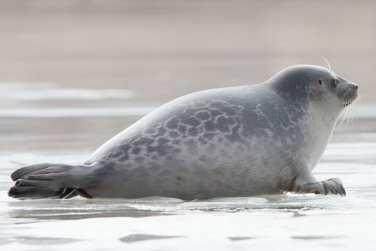Close-up of a seal on ice.