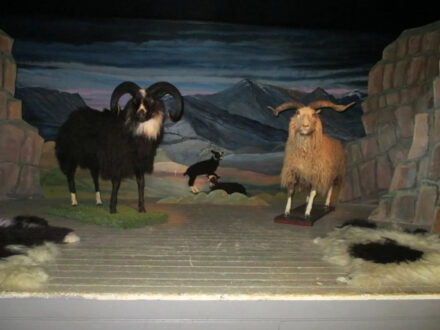 Museum exhibit showing two large taxidermy sheep, one dark and one light, in a simulated outdoor scene.