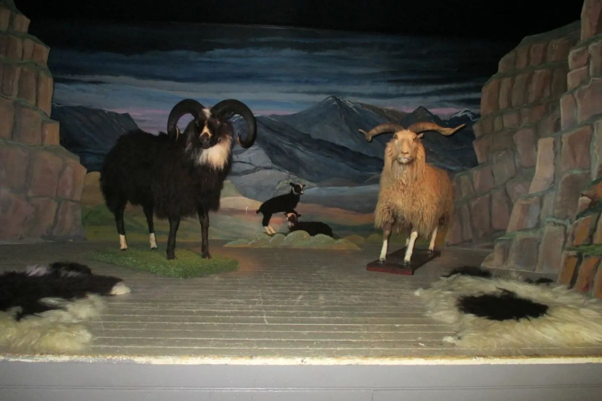 Museum exhibit showing two large taxidermy sheep, one dark and one light, in a simulated outdoor scene.