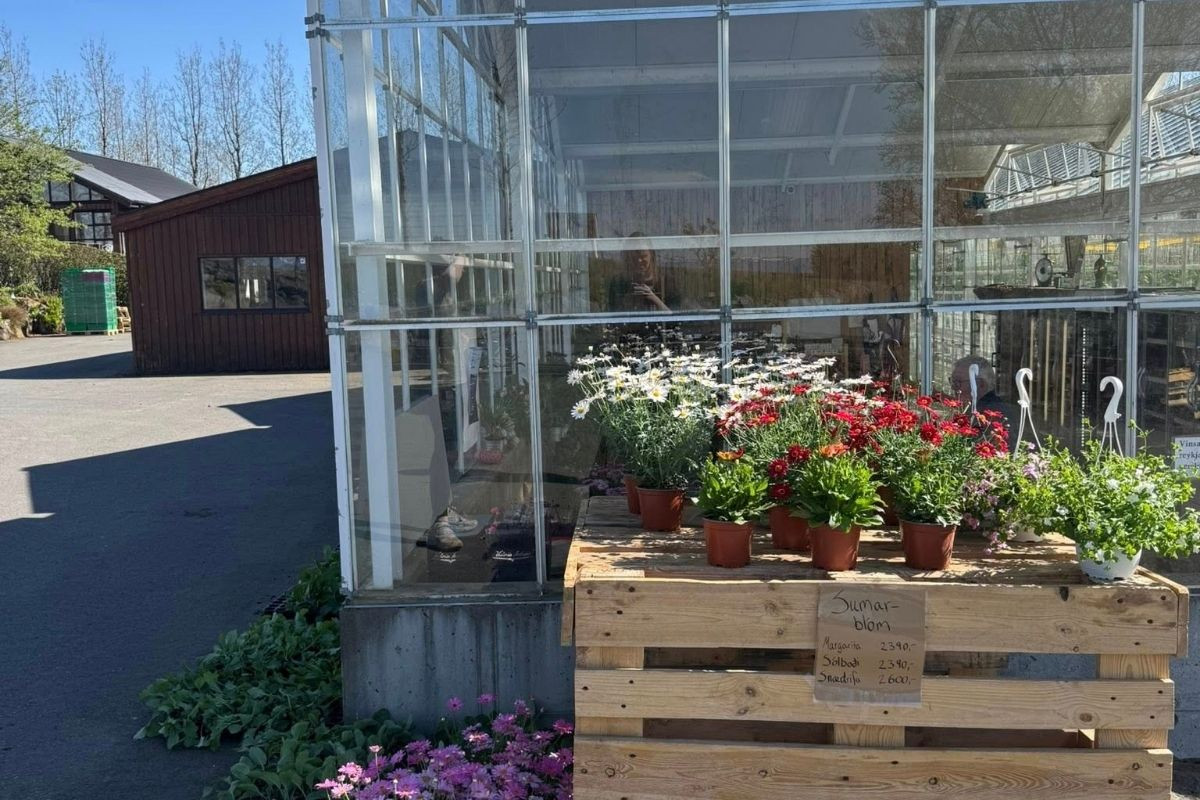 Potted plants and flowers for sale outside a greenhouse at Sólskinsbúðin in Iceland, with a wooden pallet display.