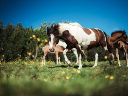 An adult pinto Icelandic horse with foals grazing in a lush green field under a clear blue sky at Sturlureykir Horse Farm.