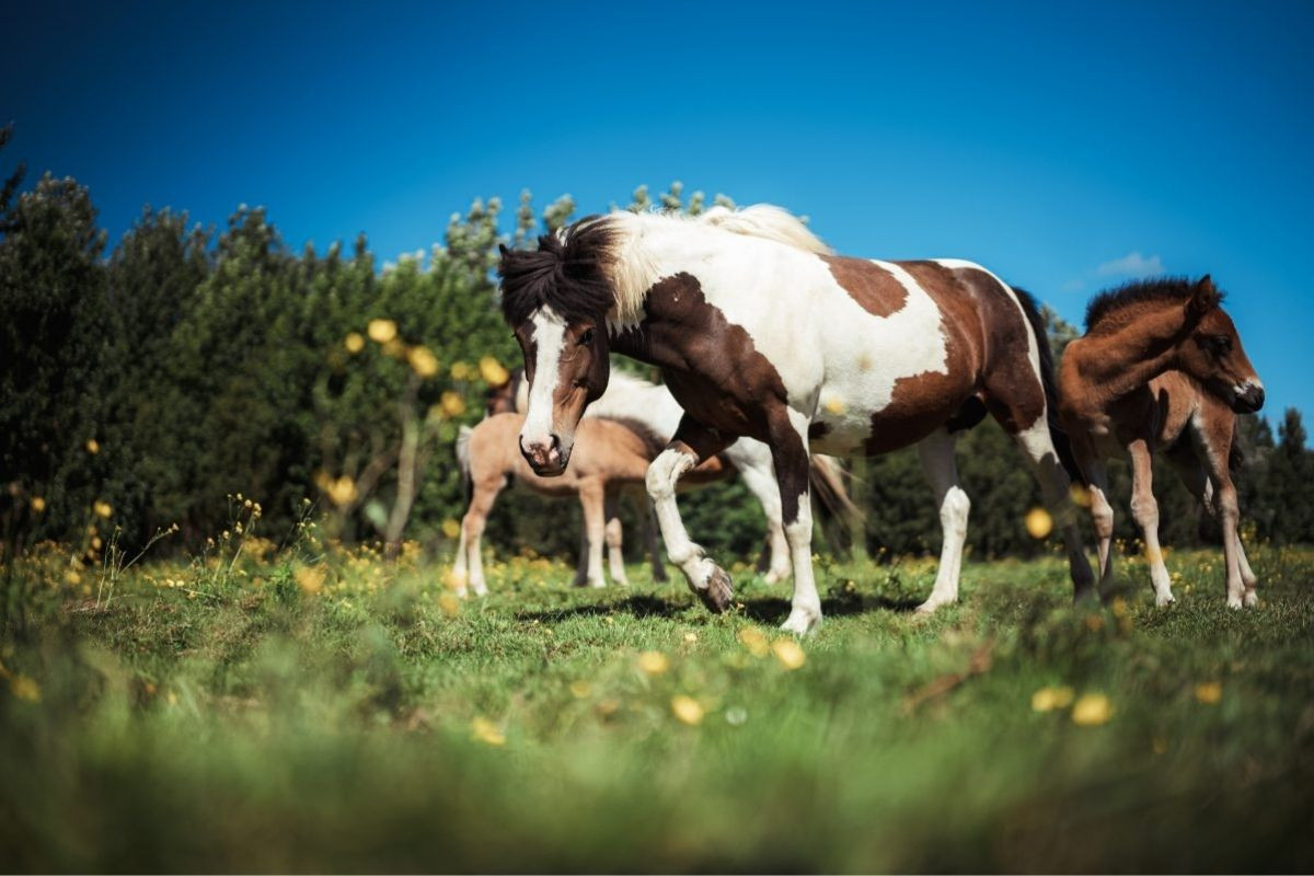 An adult pinto Icelandic horse with foals grazing in a lush green field under a clear blue sky at Sturlureykir Horse Farm.