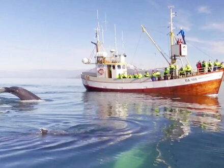 A whale watching boat filled with passengers in yellow life jackets observing a whale's fluke and body as it surfaces near the boat in the waters of Hauganes.