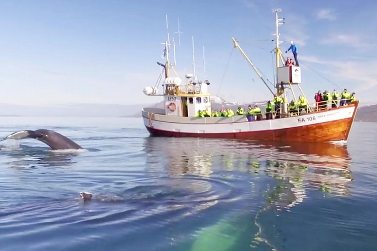A whale watching boat filled with passengers in yellow life jackets observing a whale's fluke and body as it surfaces near the boat in the waters of Hauganes.
