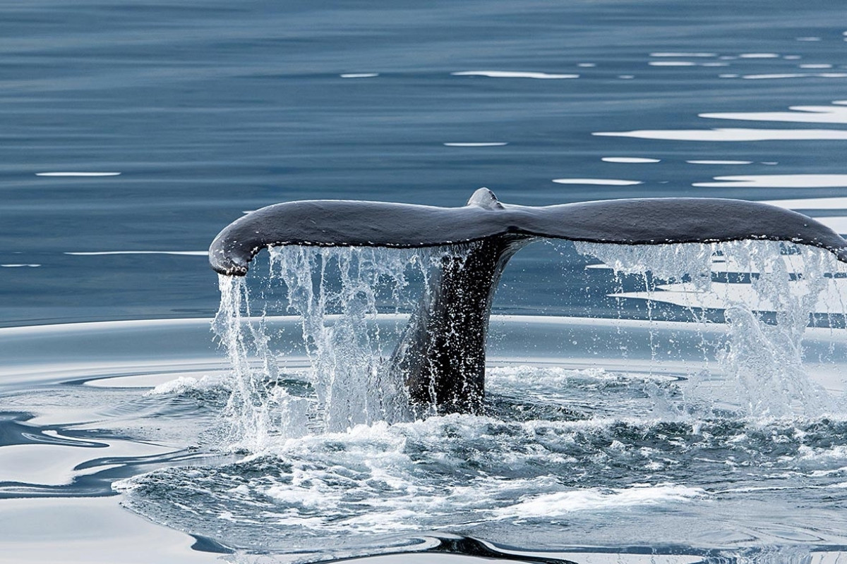 A close-up view of a humpback whale's fluke (tail) as it dives into the water, creating a cascade of water, during whale watching at Hauganes.