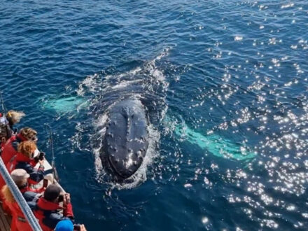 Tourists on a boat observing a whale near the surface of the ocean