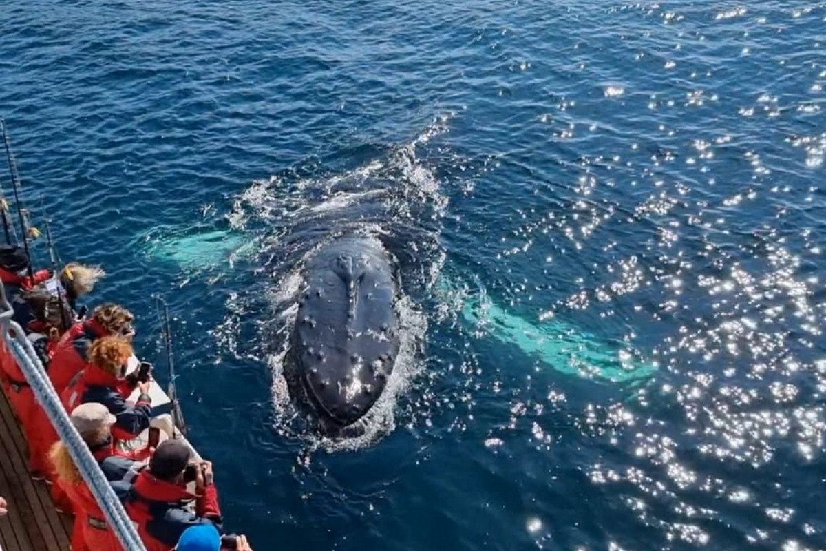 Tourists on a boat observing a whale near the surface of the ocean